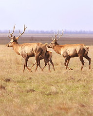 Image showing Herd of deers