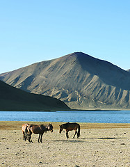 Image showing herd of horses