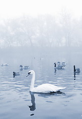 Image showing Birds in the pond