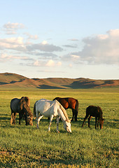 Image showing Herd of horses