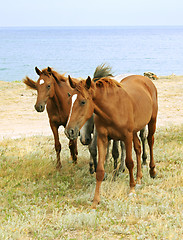 Image showing Wild Horses 