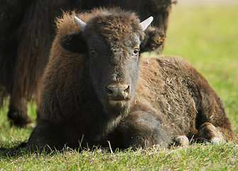 Image showing buffalos