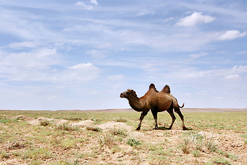 Image showing  Camel in the Gobi desert