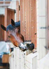 Image showing Horses behind bars