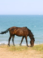 Image showing Horse on the beach