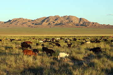 Image showing herd of goats in Mongolian prairie