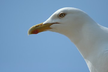 Image showing gull