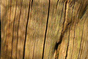 Image showing Wood Texture