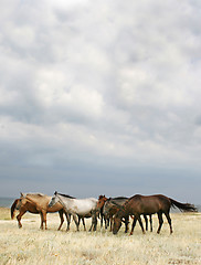 Image showing Herd of horses