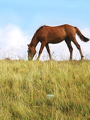 Image showing Grazing Horses