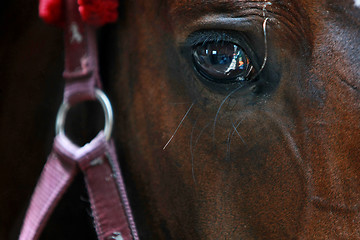 Image showing close-up horse