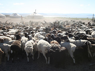 Image showing Herd of goats