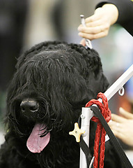 Image showing Dog at  a barbershop