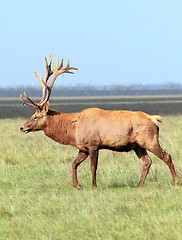 Image showing Deer 