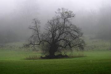 Image showing Tree