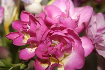 Image showing freesias