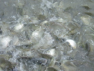 Image showing Fish