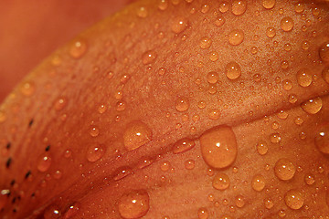 Image showing Water on Lily