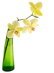 Image showing yellow orchid