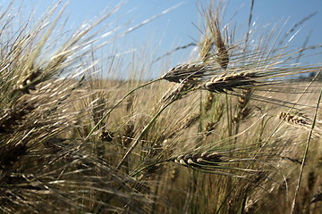 Image showing Ripe Grain