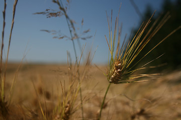 Image showing Grain