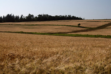 Image showing Grain Field