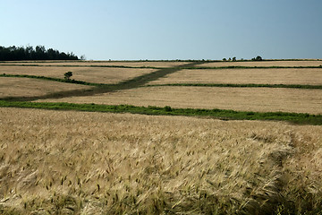 Image showing Grain Field