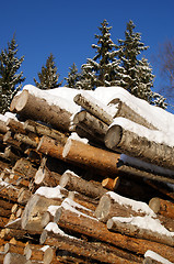 Image showing Stack of Logs in Winter Forest