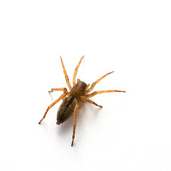 Image showing Brown spider