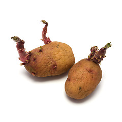 Image showing Seed potato