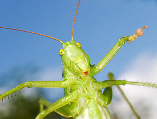 Image showing Green funny grasshopper