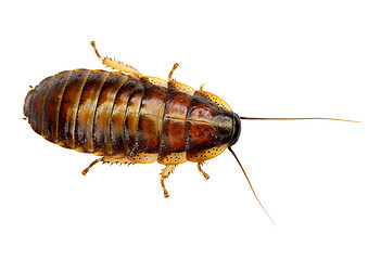 Image showing African big cockroach