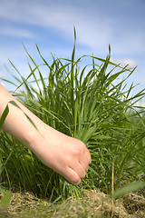 Image showing Hand tearing a grass