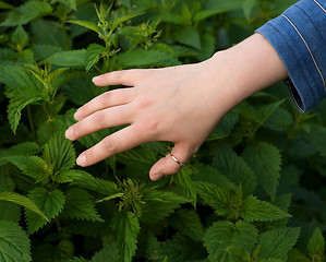 Image showing Hand and nettle