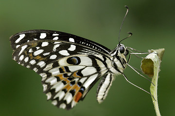 Image showing Butterfly