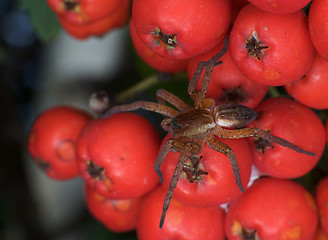 Image showing Brown spider