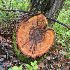 Image showing Cut of a trunk of a birch