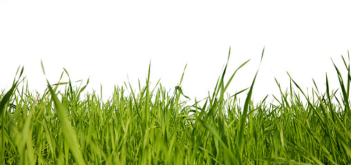 Image showing Green grass