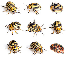 Image showing Colorado beetles