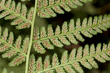 Image showing Leaf of a fern