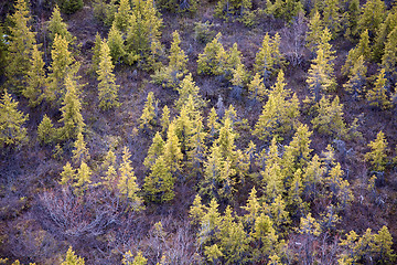 Image showing Young fir forest