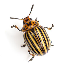 Image showing Colorado beetle