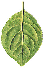 Image showing Green leaf