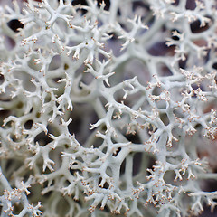 Image showing Iceland (reindeer) moss