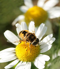 Image showing The fly