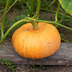 Image showing Greater yellow pumpkin