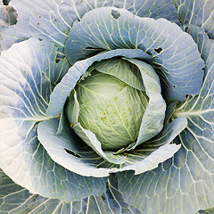 Image showing Cabbage on a bed