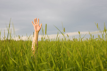 Image showing The hand stretched from a grass