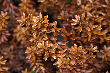 Image showing Leaves and runaways crowberry