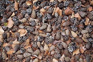 Image showing Pine cones